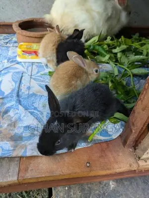 හෝමාගම, කිරිවත්තුඩූවේ හාවන් විකිනීමට ඇත