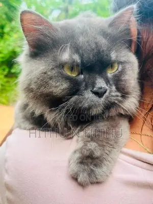 Persian Male Cat
