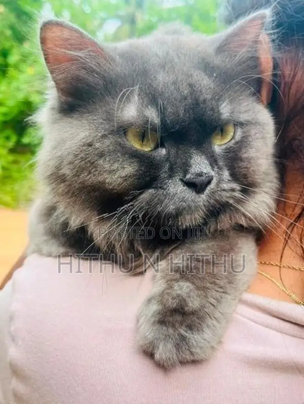 Persian Male Cat