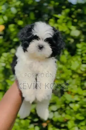 Shih Tzu Puppies