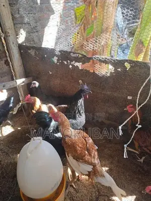 நாட்டு கோழி சேவல்