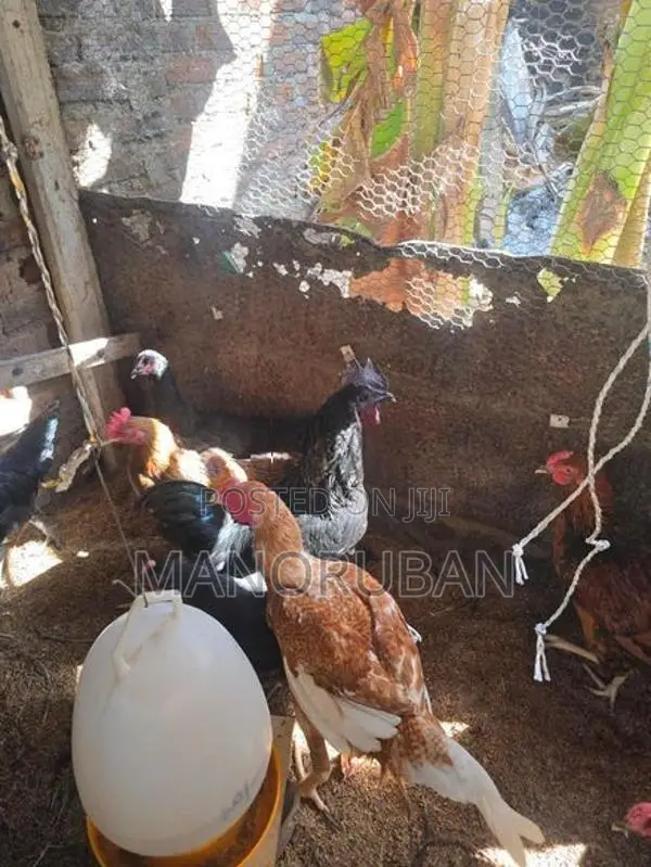 நாட்டு கோழி சேவல்