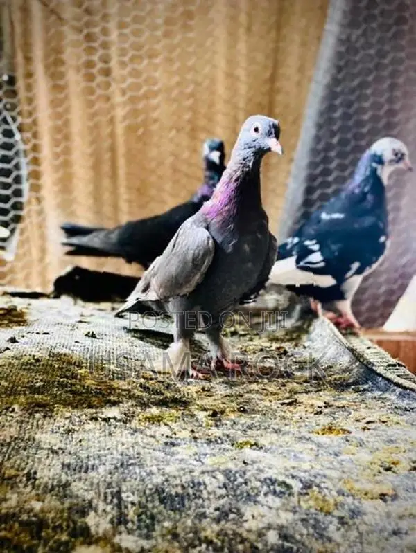 Pigeon