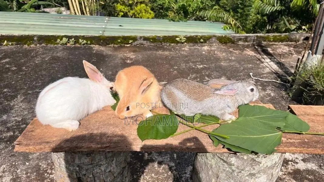 Rabbits