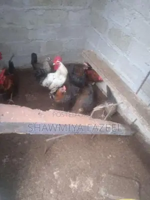 Chicken