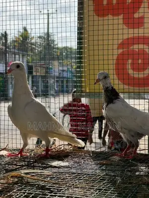 pigeon
