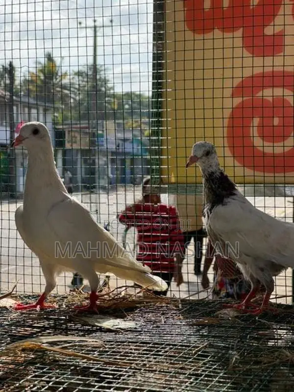 pigeon