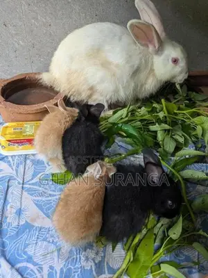 හෝමාගම, කිරිවත්තුඩූවේ හාවන් විකිනීමට ඇත