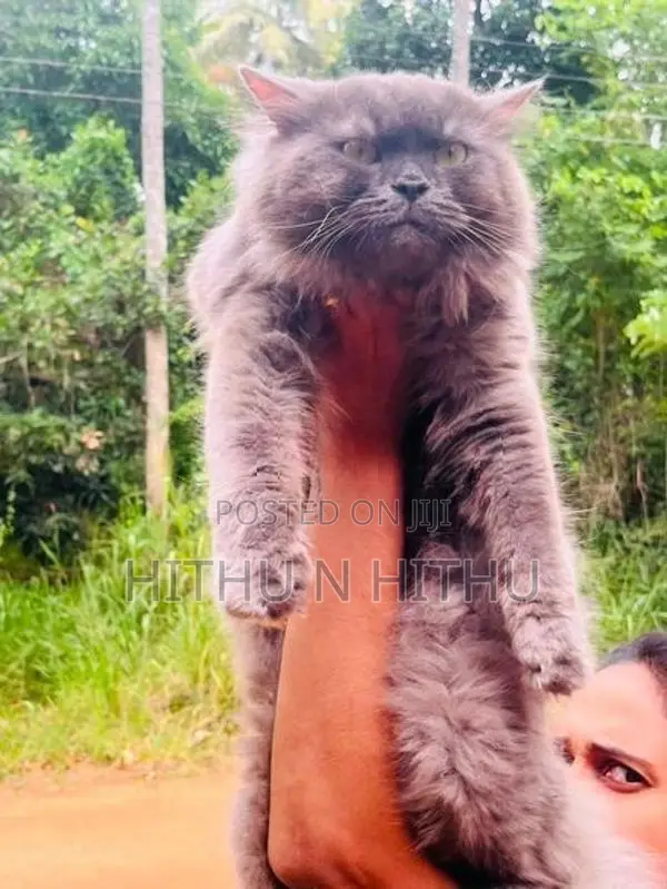 Persian Male Cat