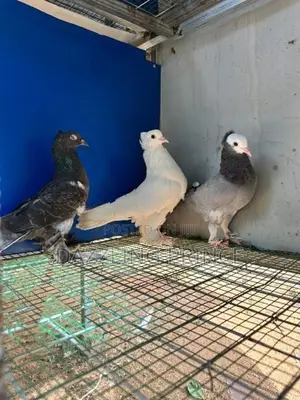Pura Jodi