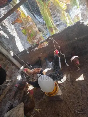 நாட்டு கோழி சேவல்