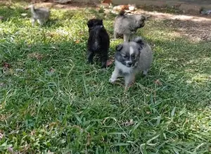 Pomeranian Puppies