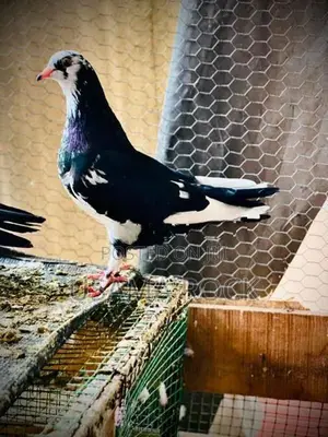 Pigeon