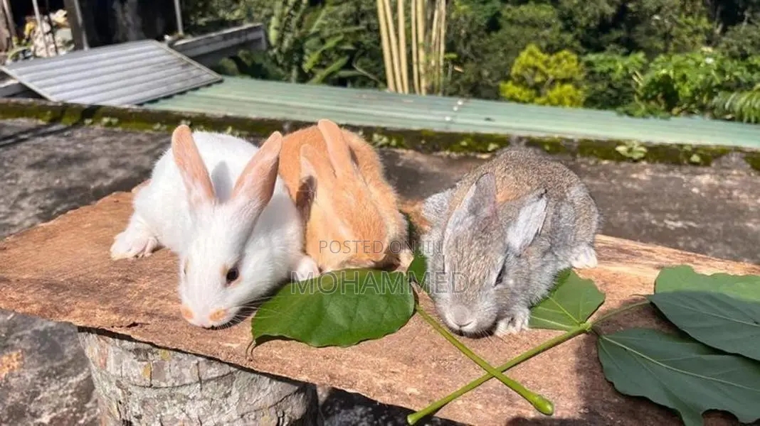 Rabbits