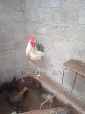 Chicken