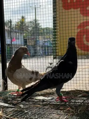 pigeon
