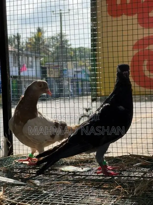 pigeon