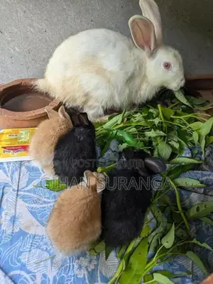 හෝමාගම, කිරිවත්තුඩූවේ හාවන් විකිනීමට ඇත