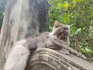 Persian Male Cat
