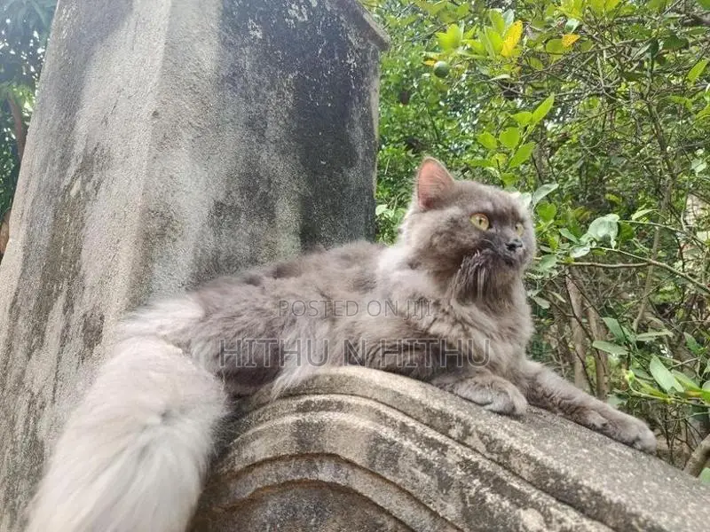 Persian Male Cat
