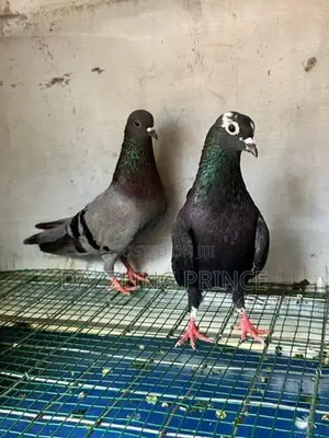 Pura Jodi