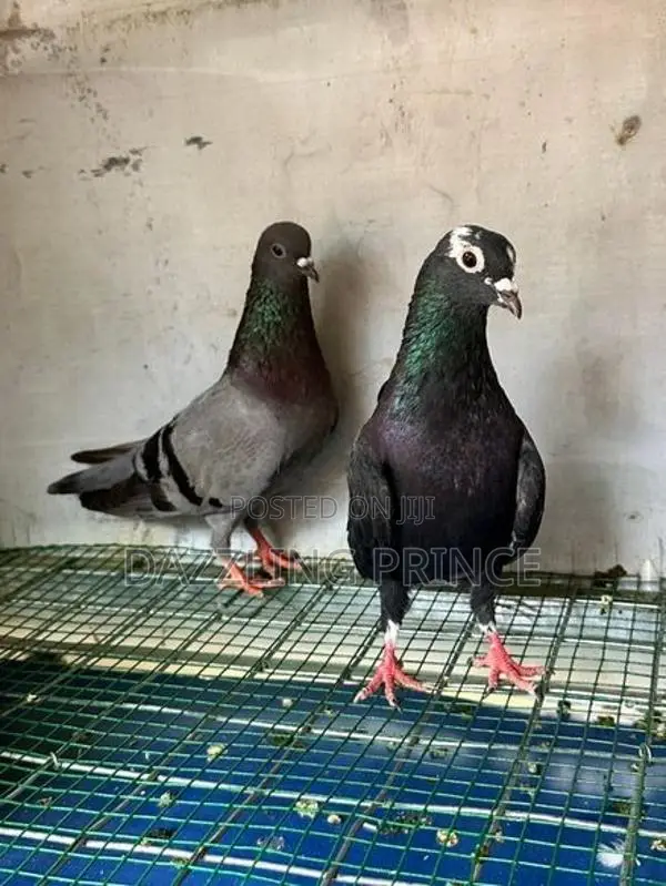 Pura Jodi
