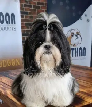 Shih Tzu Puppies