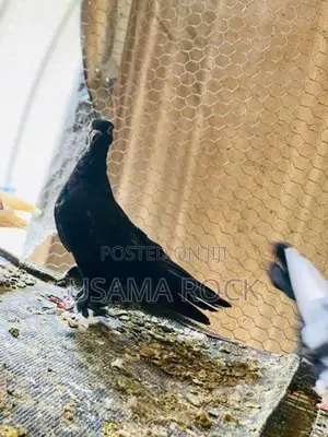 Pigeon