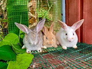 Rabbits