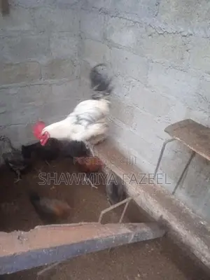 Chicken