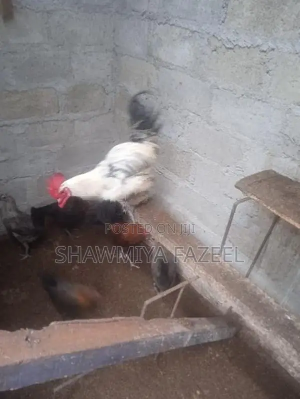 Chicken
