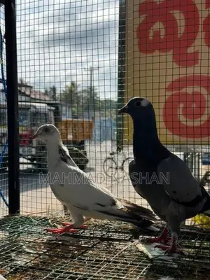 pigeon