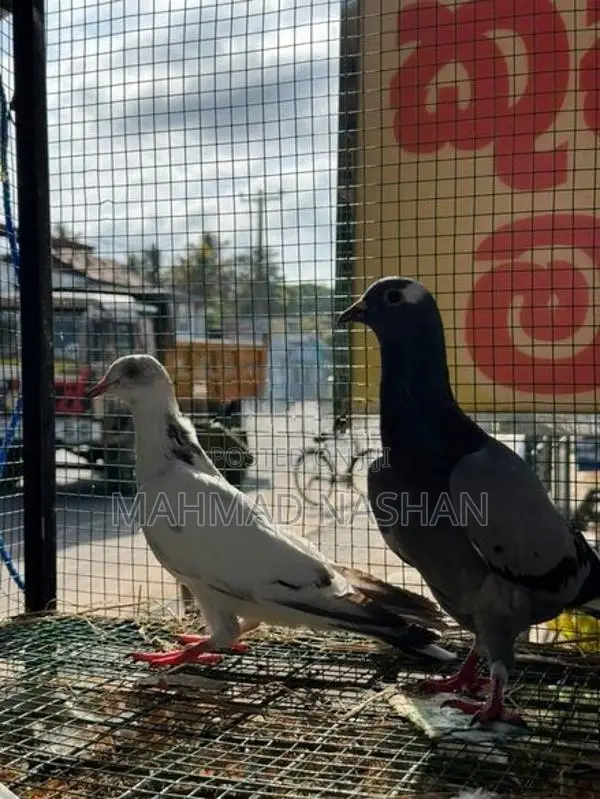 pigeon