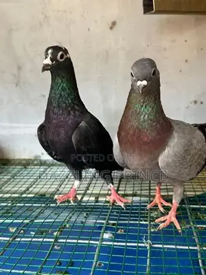 Pura Jodi