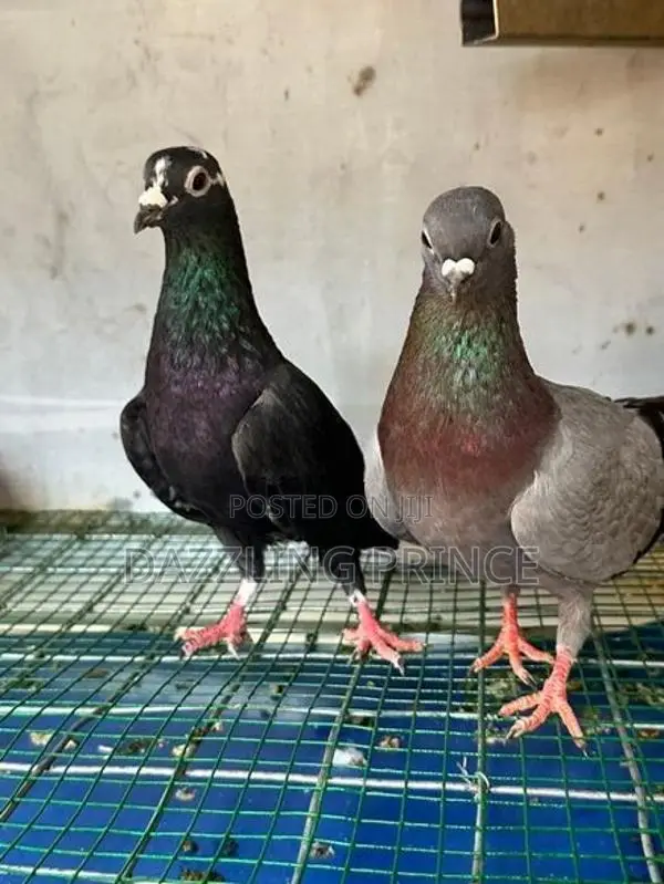 Pura Jodi