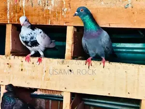 Pigeon