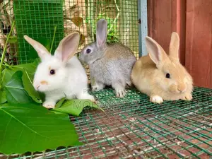 Rabbits
