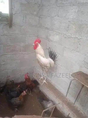 Chicken