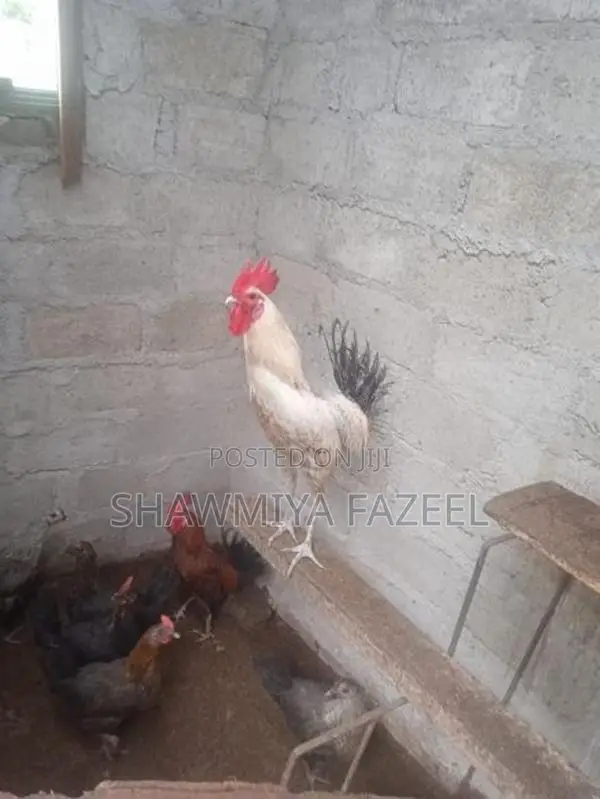 Chicken