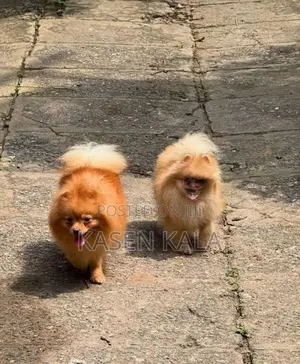 toy pomeranian puppy