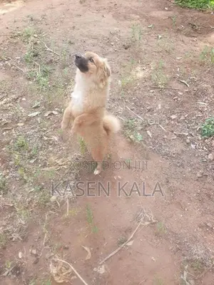 toy pomeranian puppy