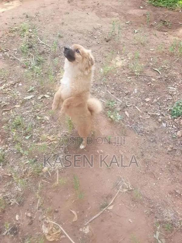 toy pomeranian puppy