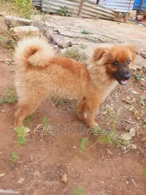 toy pomeranian puppy