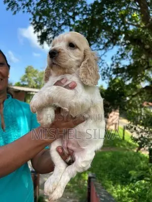 Cocker Spaniel Puppies