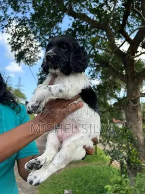 Cocker Spaniel Puppies