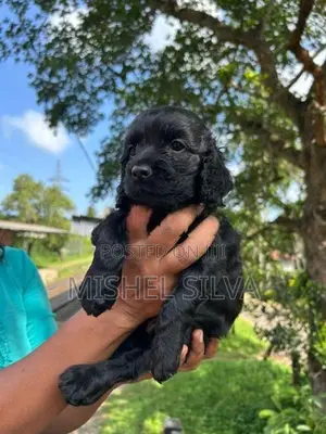 Cocker Spaniel Puppies