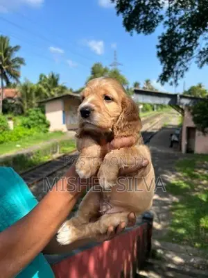 Cocker Spaniel Puppies