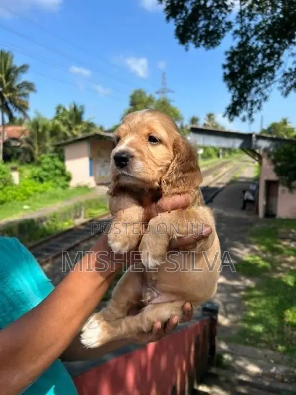 Cocker Spaniel Puppies