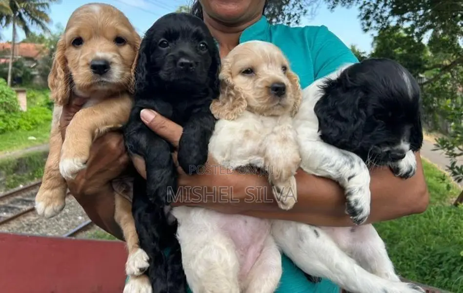 Cocker Spaniel Puppies