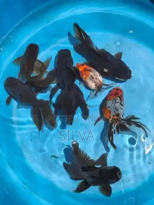 Black Oranda (Goldfish)